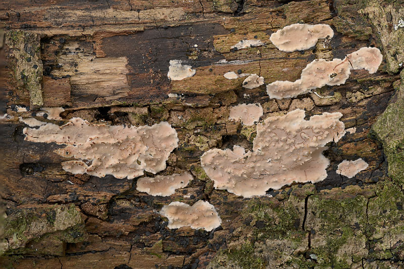 Eichleriella deglubens